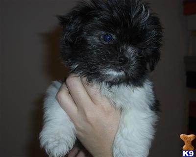 Puppies for Sale