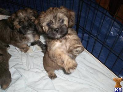 Lhasa Apso Puppies for Sale