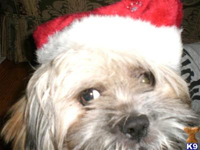 Stud Dogs - Lhasa Apso