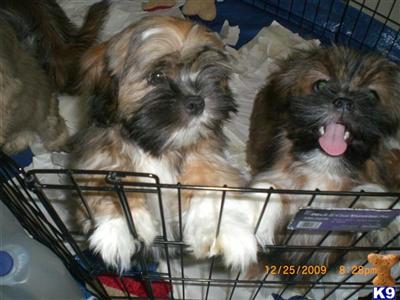 Lhasa Apso Puppies for Sale