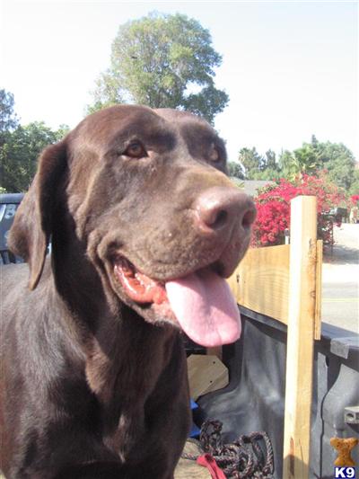 Stud Dogs - Labrador Retriever