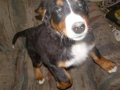 Bernese Mountain Dog Puppies for Sale