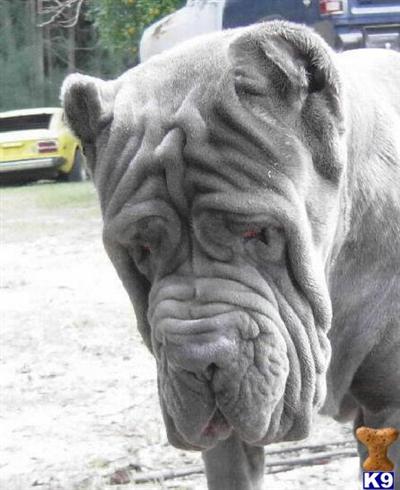 Stud Dogs - Neapolitan Mastiff