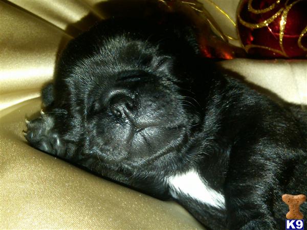 Puppies in Salem