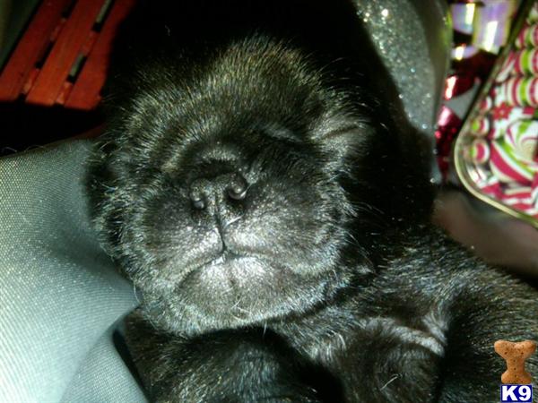 Puppies in Salem