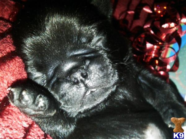 Puppies in Salem