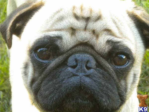 Stud Dogs - Pug