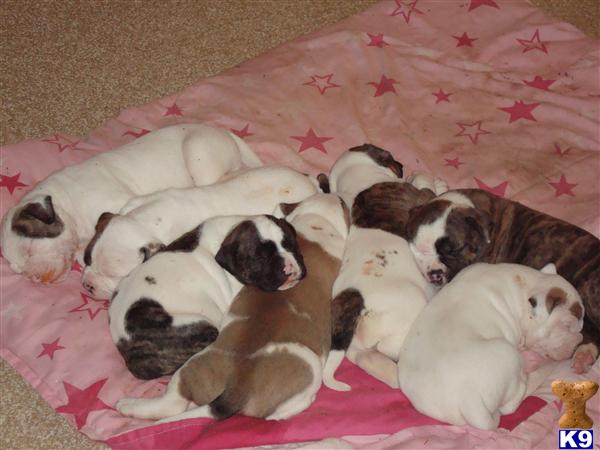 Puppies in Junction city
