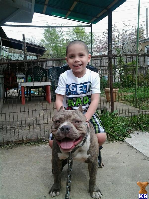 Stud Dogs - American Pit Bull