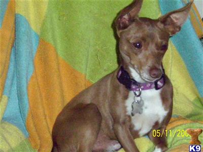 Stud Dogs - Rat Terrier