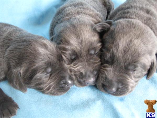 Labrador Retriever Puppies in TX