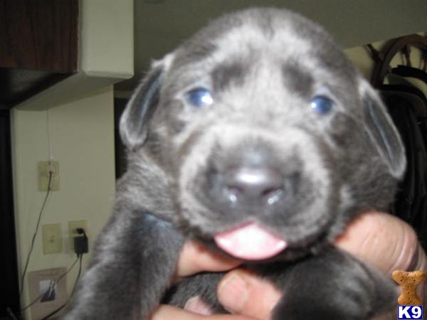 Puppies in TX