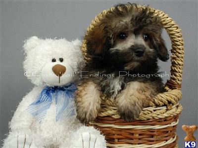 Maltipoo Puppies for Sale