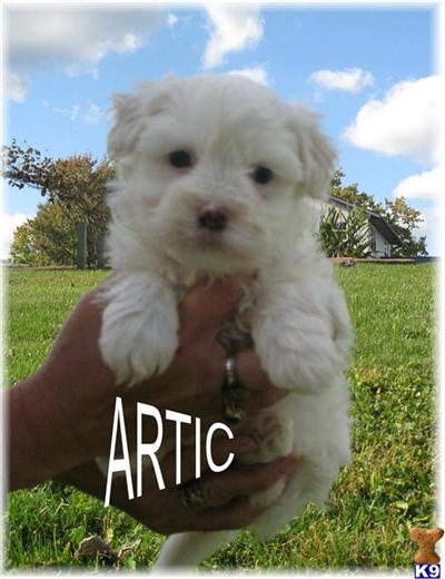 Havanese Puppies for Sale