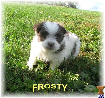 Havanese Puppies for Sale