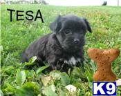 Havanese Puppies for Sale