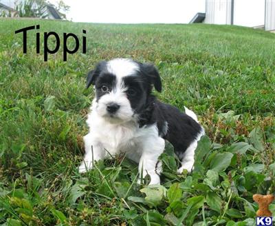 Havanese Puppies for Sale