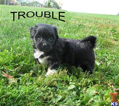 Havanese Puppies for Sale