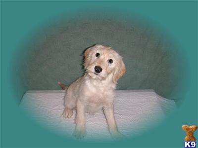 Labradoodle Puppies for Sale