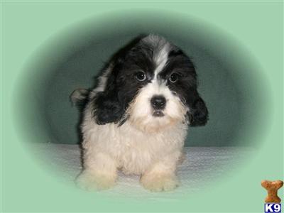 Labradoodle Puppies for Sale