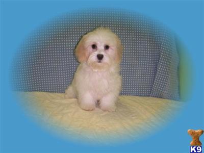 Maltipoo Puppies for Sale