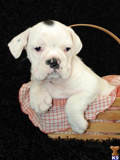 Bulldog Puppies for Sale