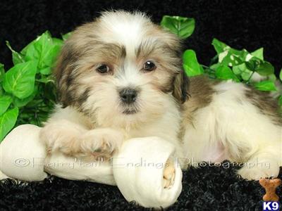 Lhasa Apso Puppies for Sale