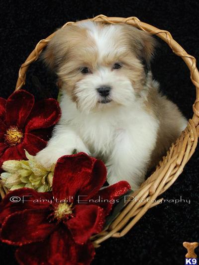 Lhasa Apso Puppies for Sale