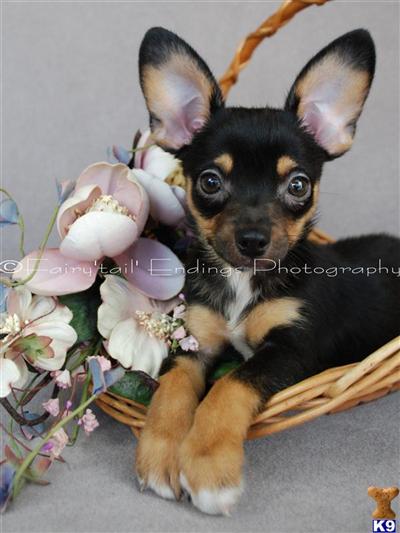 Papillon Puppies for Sale