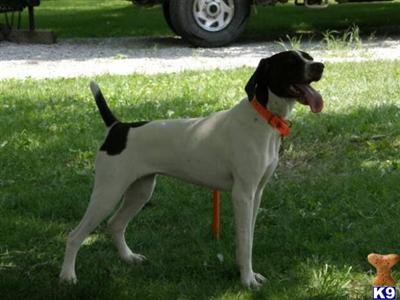 Dogs for Sale in OH