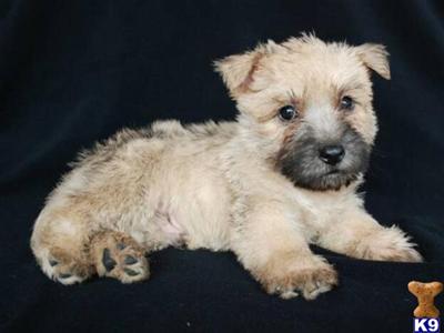 Cairn Terrier Puppies for Sale