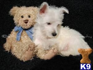 West Highland White Terrier Puppies for Sale