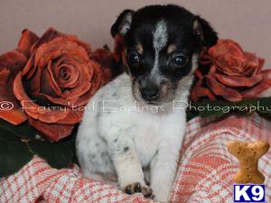 Teddy Roosevelt Terrier Puppies for Sale
