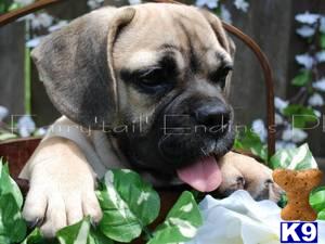 English Bulldog Puppies in OH
