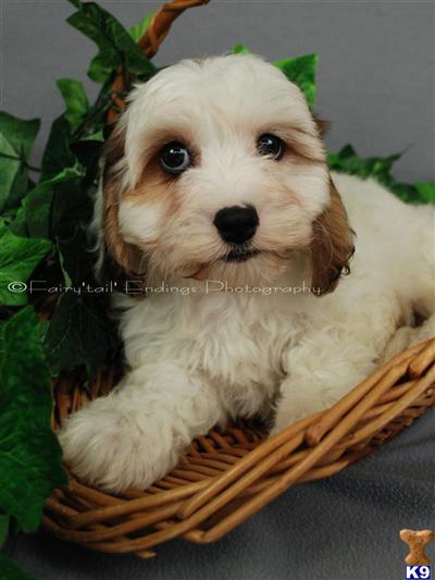 Caucasian Mountain Dog Puppies for Sale