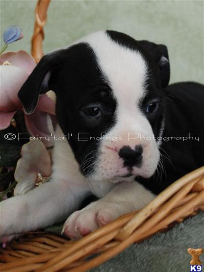 English Bulldog Puppies in OH