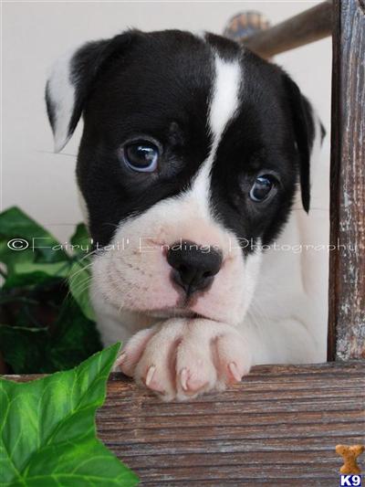 English Bulldog Puppies in OH