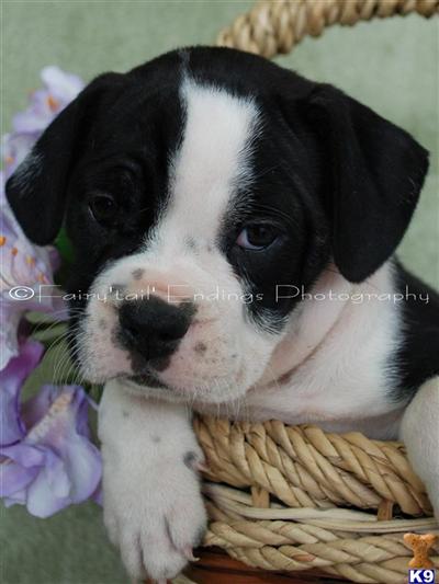 English Bulldog Puppies in OH