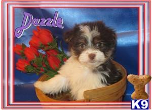 Havanese Puppies for Sale