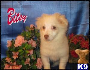 Havanese Puppies for Sale