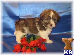 Havanese Puppies for Sale