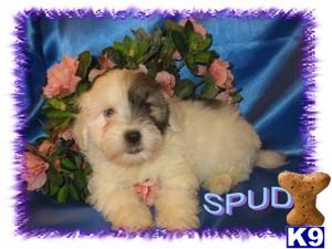 Havanese Puppies for Sale