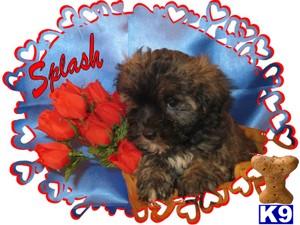 Havanese Puppies for Sale