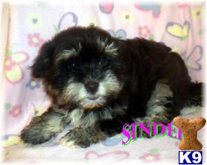 Havanese Puppies for Sale