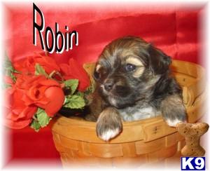 Havanese Puppies for Sale