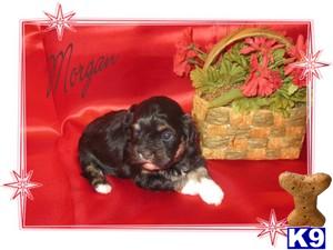 Havanese Puppies for Sale