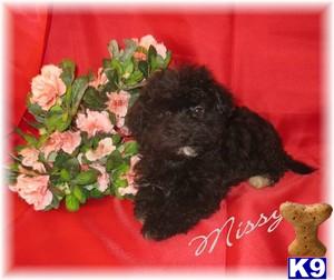 Havanese Puppies for Sale