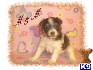 Havanese Puppies for Sale
