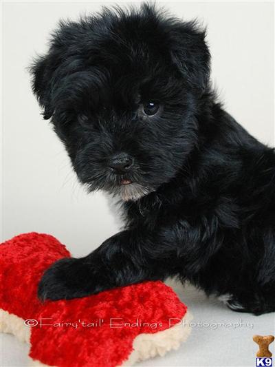 Affenpinscher Puppies for Sale