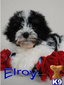 Havanese Puppies for Sale